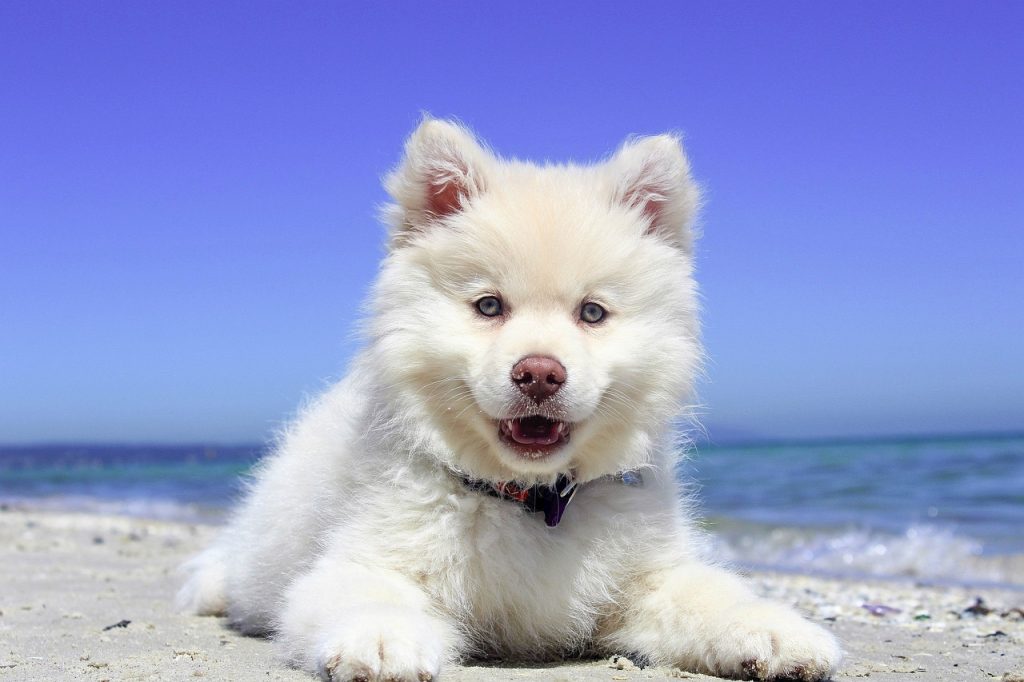 Vacanza con animali: un cane al mare