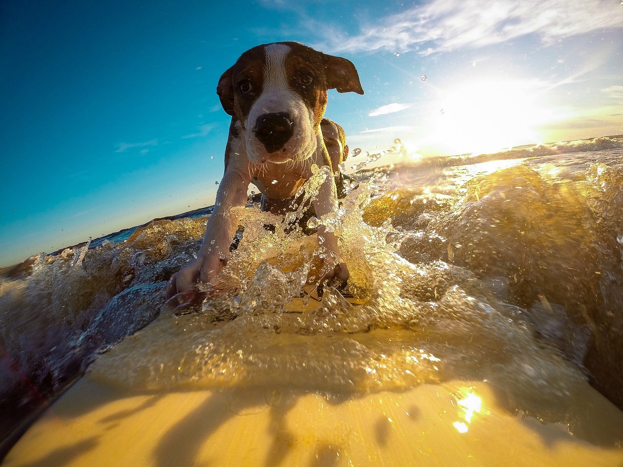 Vacanza con animali: un cane al mare d'estate