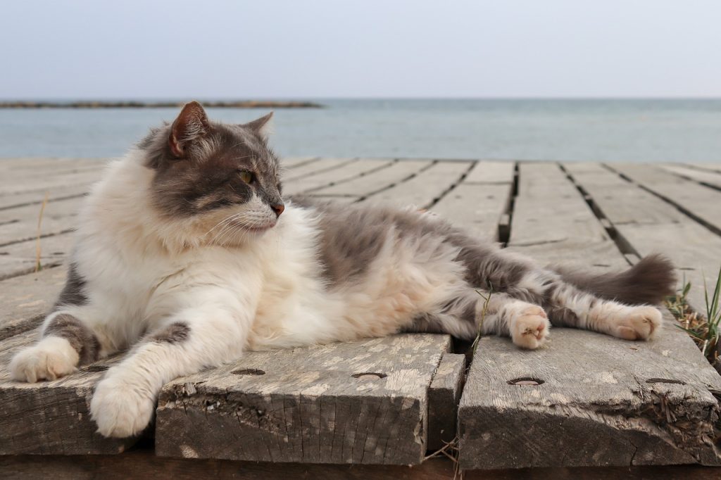 Vacanza con animali: un gatto su un molo vicino al mare